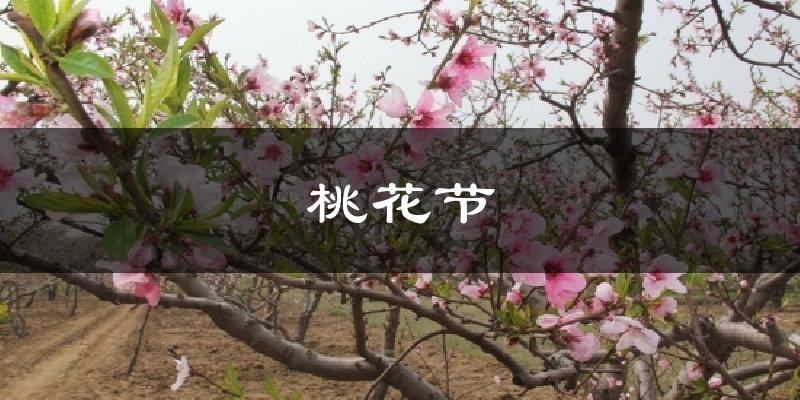 桃花节天气预报十五天