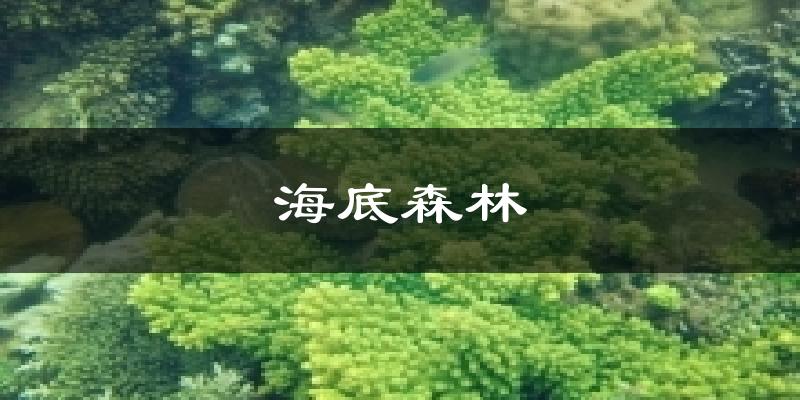 海底森林天气预报十五天