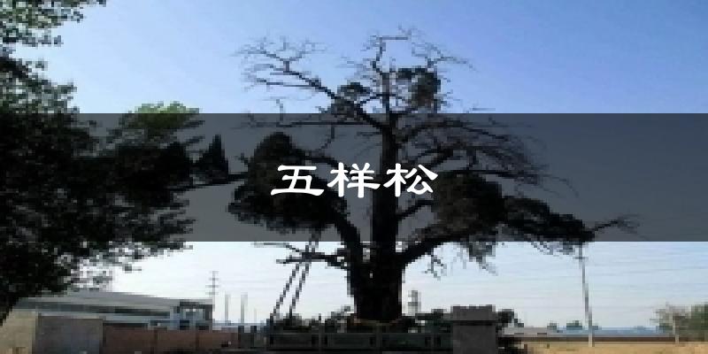 五样松天气预报十五天